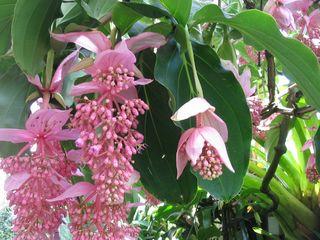Medinilla magnifica Medinilla magnifica