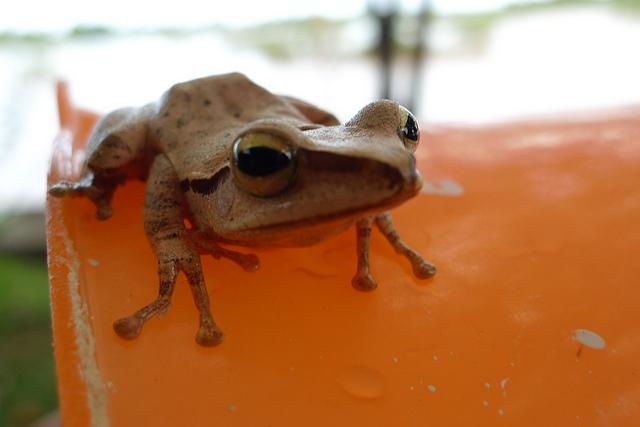 Suite et (presque) fin de notre voyage au Laos en novembr... P1060027