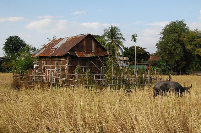 Suite et (presque) fin de notre voyage au Laos en novembr... DSC_0712