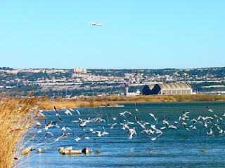 Les oiseaux Les oiseaux