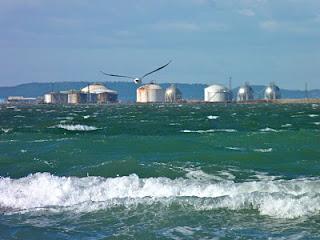 Les oiseaux Les oiseaux