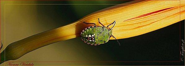 La punaise verte nezara-viridula-03.jpg