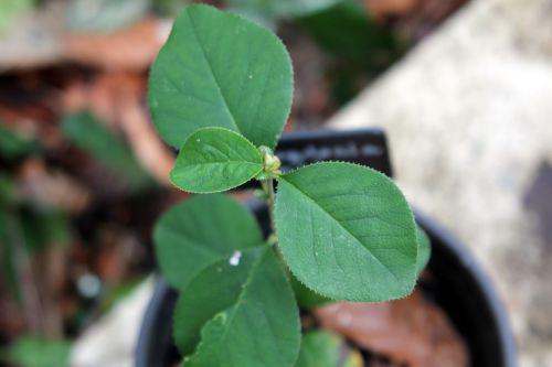 6 pseudocydonia sinensis 29 janv 2012 005.jpg
