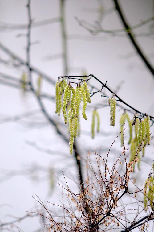 Mon voisin chante ! DSC_3655