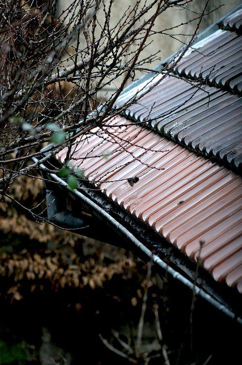 Mon voisin chante ! DSC_3691