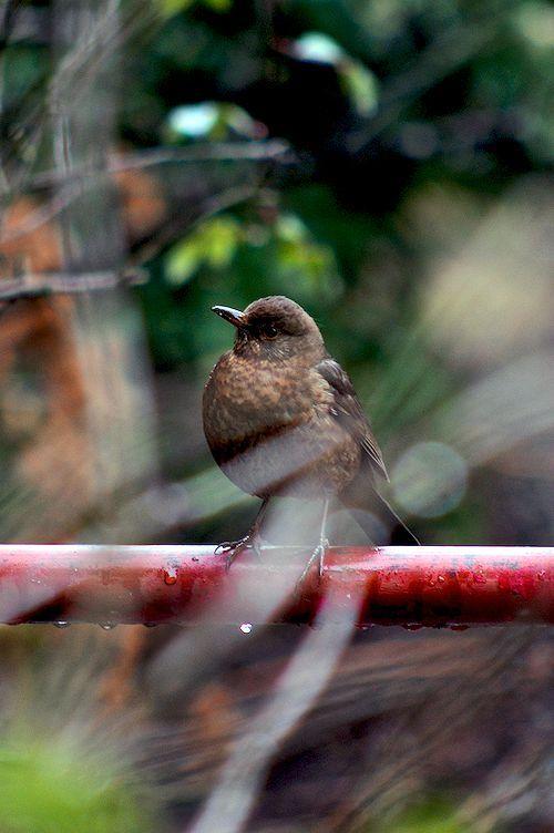 Mon voisin chante ! DSC_3676