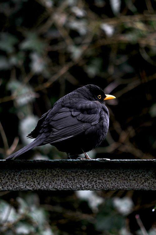 Mon voisin chante ! DSC_3636