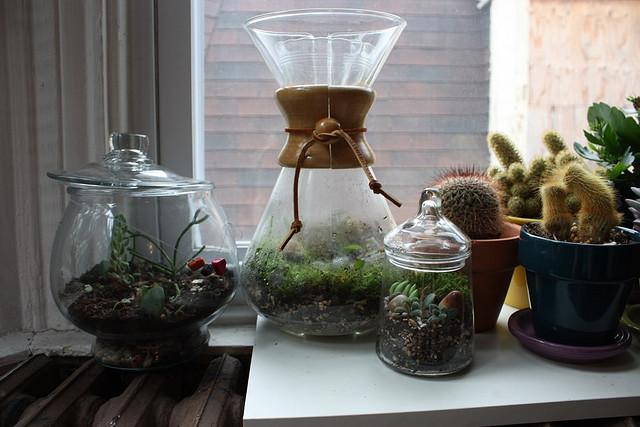 Terrariums Chemex Terrarium