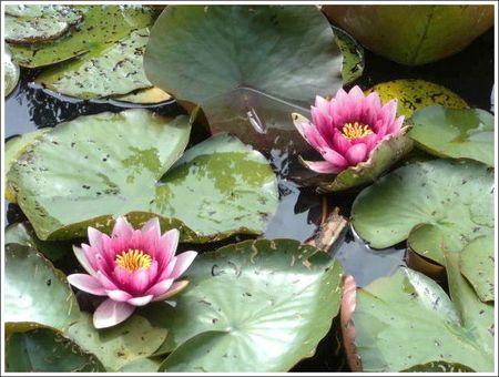 Aux Hommes et Femmes de bonne volonté llotus