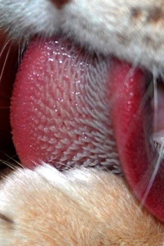 Pourquoi la langue d’un chat est râpeuse ?
