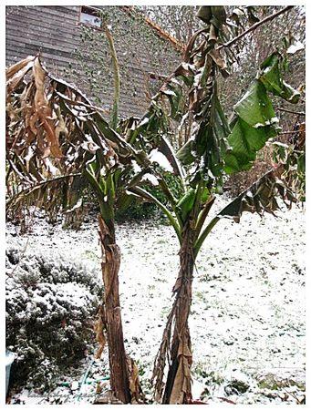 LA chandeleur, les crêpes et la neige bananiers sous la neige