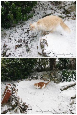 LA chandeleur, les crêpes et la neige les chats dans la neige