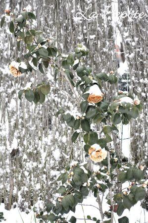 Un week-end tout en contrastes DSC_0018m