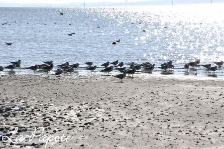 Un week-end tout en contrastes DSC_0006m