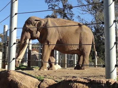 Jour 2 - San Diego et son zoo