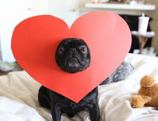Accessoires et vêtements insolites pour chiens : Spécial St Valentin