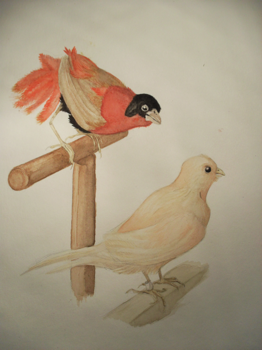 oiseaux