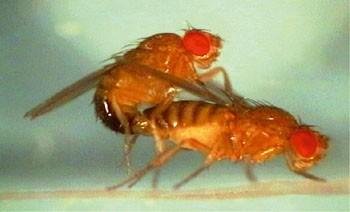 Anal Sex entre deux mouches males !