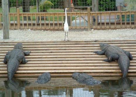 photo oiseau crocodile humour insolite