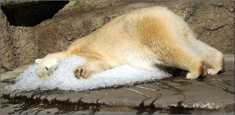 photo ours polaire chaud glace zoo humour insolite