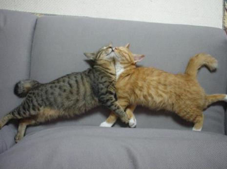 photo calin chat humour insolite