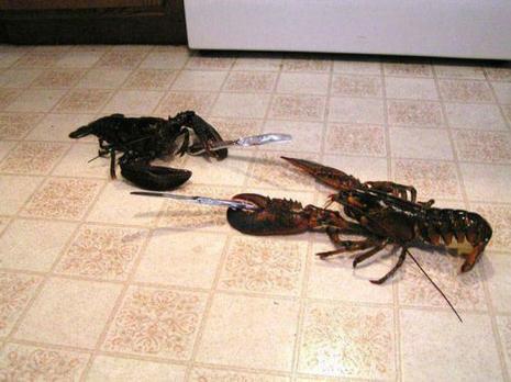 photo humour insolite combat homard avec couvert couteau