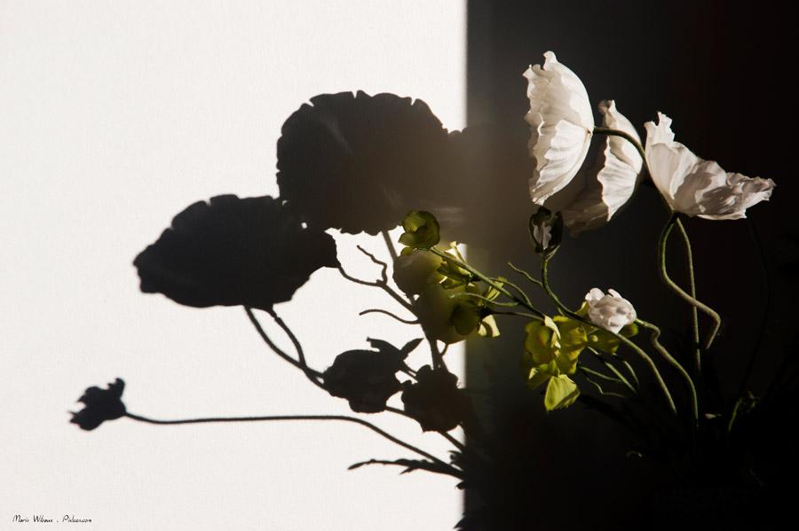 Ombre et lumière sur fleur artificielle fleur ombre lumiere photo nature morte