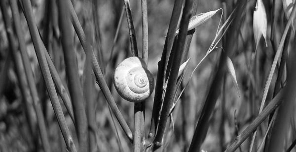 Eloge de la lenteur...