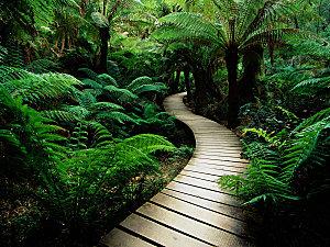 trail-nature.jpg