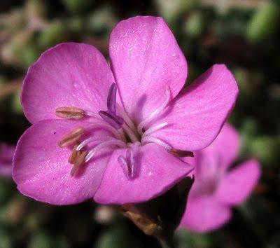 Dianthus subacaulis… un petit goût d’été