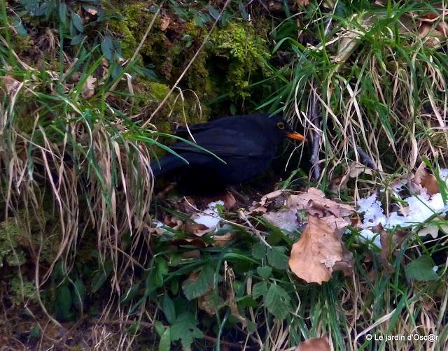 Au jardin il y a...Les éternels solitaires comme Troglody... Au jardin il y a...Les éternels solitaires comme Troglody...