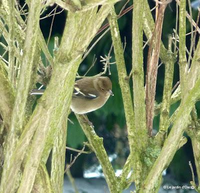 Au jardin il y a...Les éternels solitaires comme Troglody... Au jardin il y a...Les éternels solitaires comme Troglody...