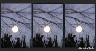 Au jardin il y a...Les éternels solitaires comme Troglody... Au jardin il y a...Les éternels solitaires comme Troglody...
