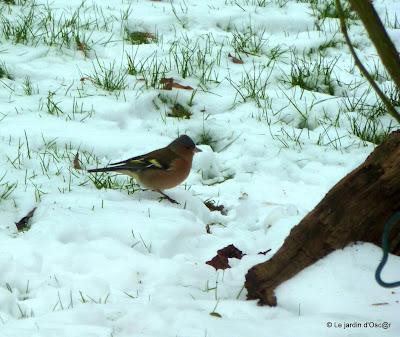 Au jardin il y a...Les éternels solitaires comme Troglody... Au jardin il y a...Les éternels solitaires comme Troglody...