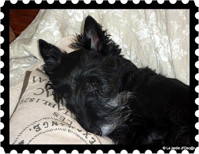 Au jardin il y a...Les éternels solitaires comme Troglody... Au jardin il y a...Les éternels solitaires comme Troglody...