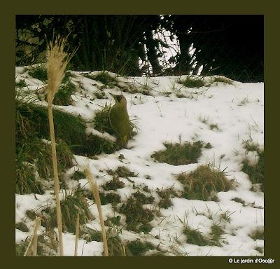 Au jardin il y a...Les éternels solitaires comme Troglody... Au jardin il y a...Les éternels solitaires comme Troglody...