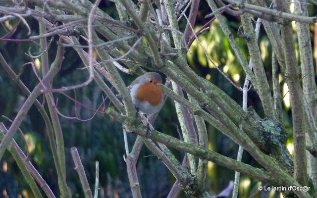 Au jardin il y a...Les éternels solitaires comme Troglody... Au jardin il y a...Les éternels solitaires comme Troglody...