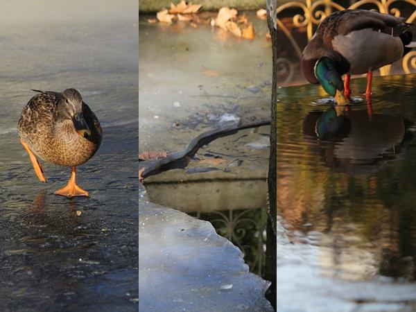 LA PHOTO DE LA SEMAINE LA PHOTO DE LA SEMAINE