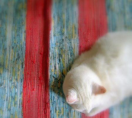chat_blanc_de_C_cile