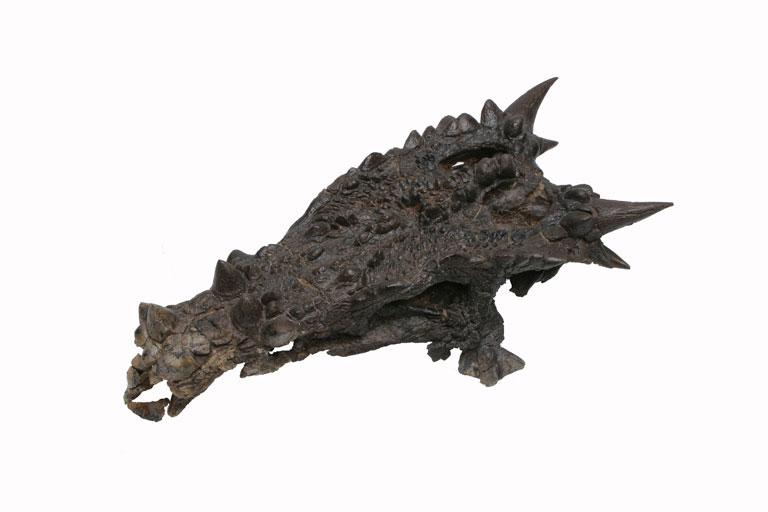 The Childrens Museum of Indianapolis - Dracorex actual skull