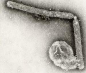 Recherches sur le virus H5N1: L’OMS reprend la coordination technique – OMS