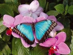 LE PAPILLON - animal totem papillon-bleu.jpeg