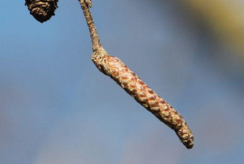 Betula 6 betula pub chaton m sorques 3 fev 2012 034.jpg