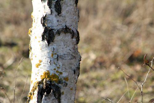 Betula 1 sorques 3 fev 2012 039.jpg