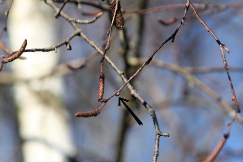 Betula 4 betula pubescens bourgeons 3 fev 2012 pa 030.jpg