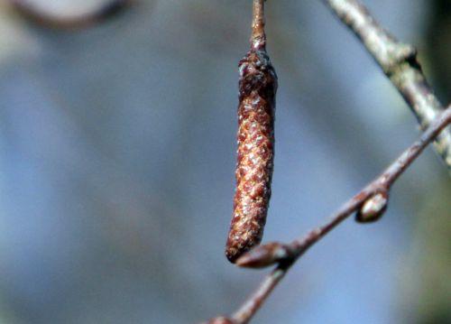 Betula 7 betula pub chaton m sorques 3 fev 2012 030.jpg