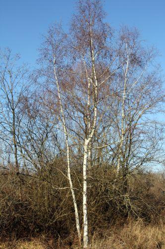 Betula 2 sorques 3 fev 2012 026.jpg
