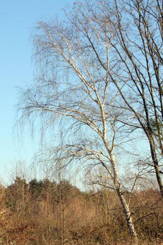 Betula 0 sorques 3 fev 2012 037.jpg