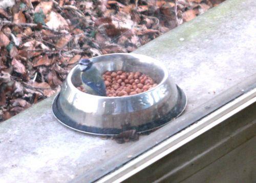 Surveiller les oiseaux bleue rec 11 fev 2012 008.jpg