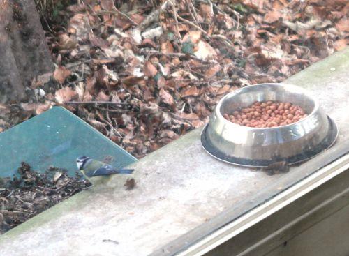 Surveiller les oiseaux bleue rec 11 fev 2012 006.jpg